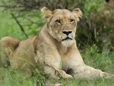 Poisoning of 11 lions in Ugandan national park prompts call for action