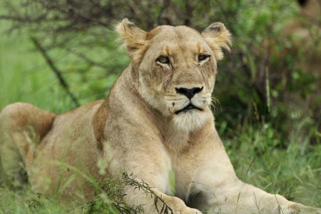 Nkalemelo Latha was mauled to death after being attacked by a lioness
