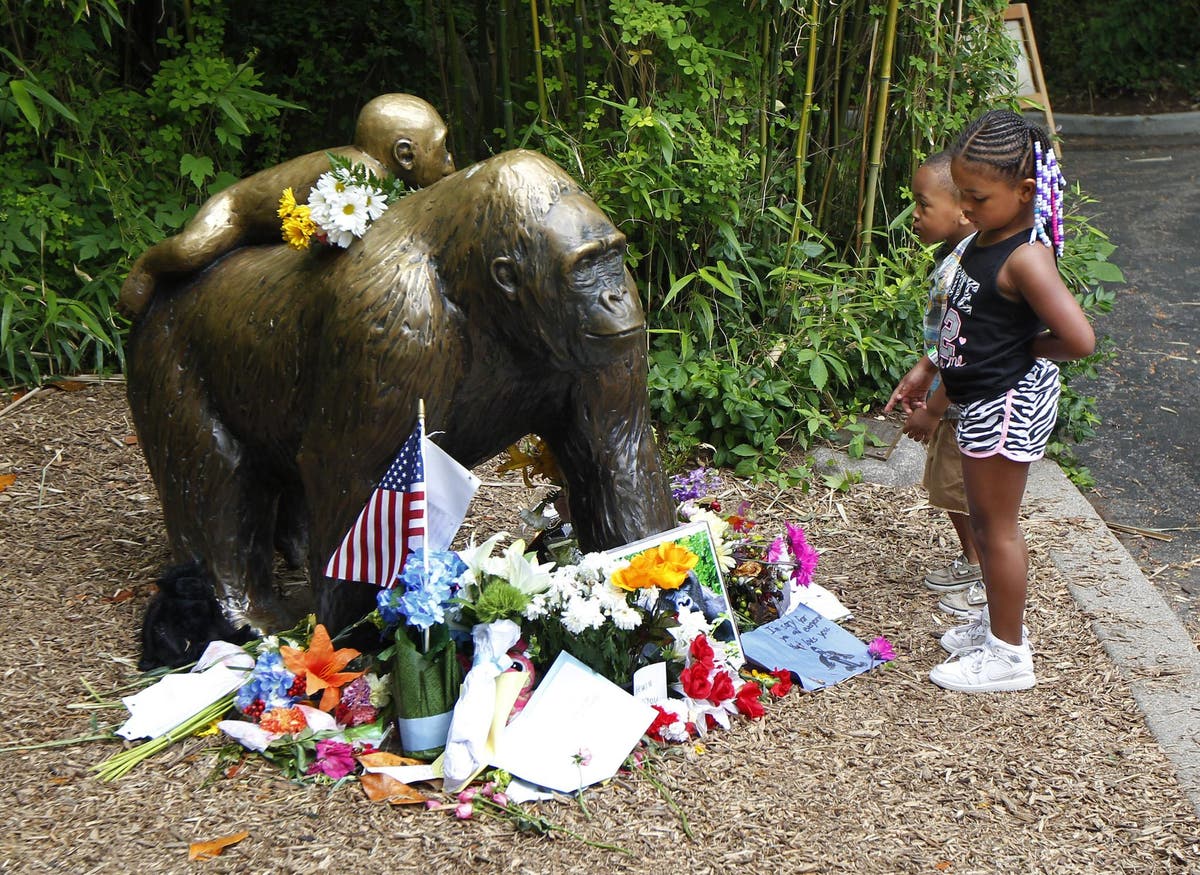 I have to set the timeline right #fyp #foryou #viral #harambe #humor, cincinnati zoo kid