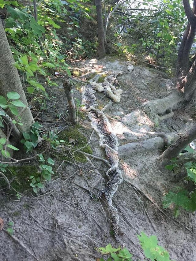 Police are warning the public to stay away from this spot where a snake skin was spotted - but could it all be a hoax?