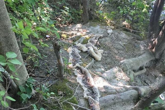Police are warning the public to stay away from this spot where a snake skin was spotted - but could it all be a hoax?