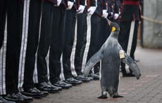 King's guard penguin picks up new honour 