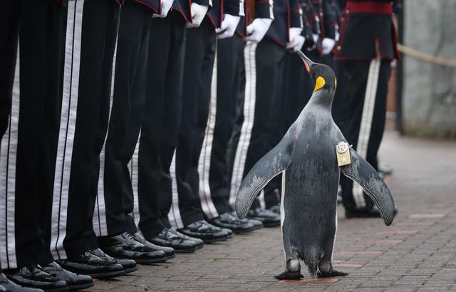 Uniformed soldiers of the King of Norway's Guard parade for inspection by their mascot, king penguin Brigadier Nils Olav