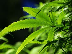 Cannabis set to be legalised in Ireland for medicinal use