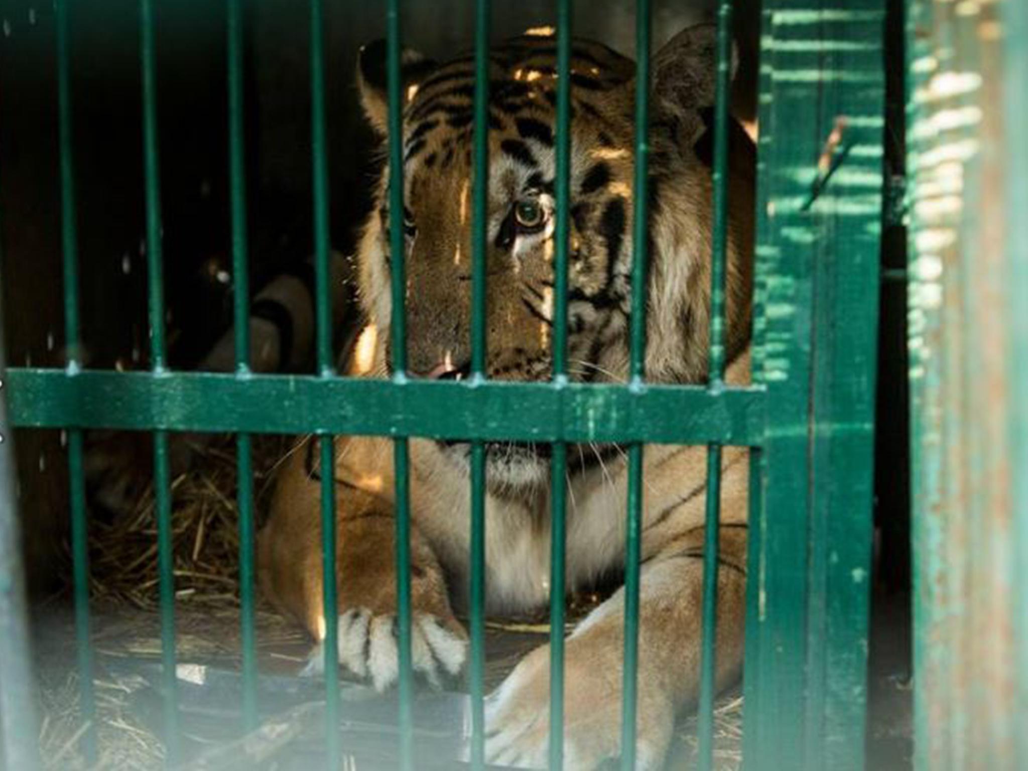 Tiger among animals to be rescued from 'world's worst zoo' in Gaza | The  Independent | The Independent
