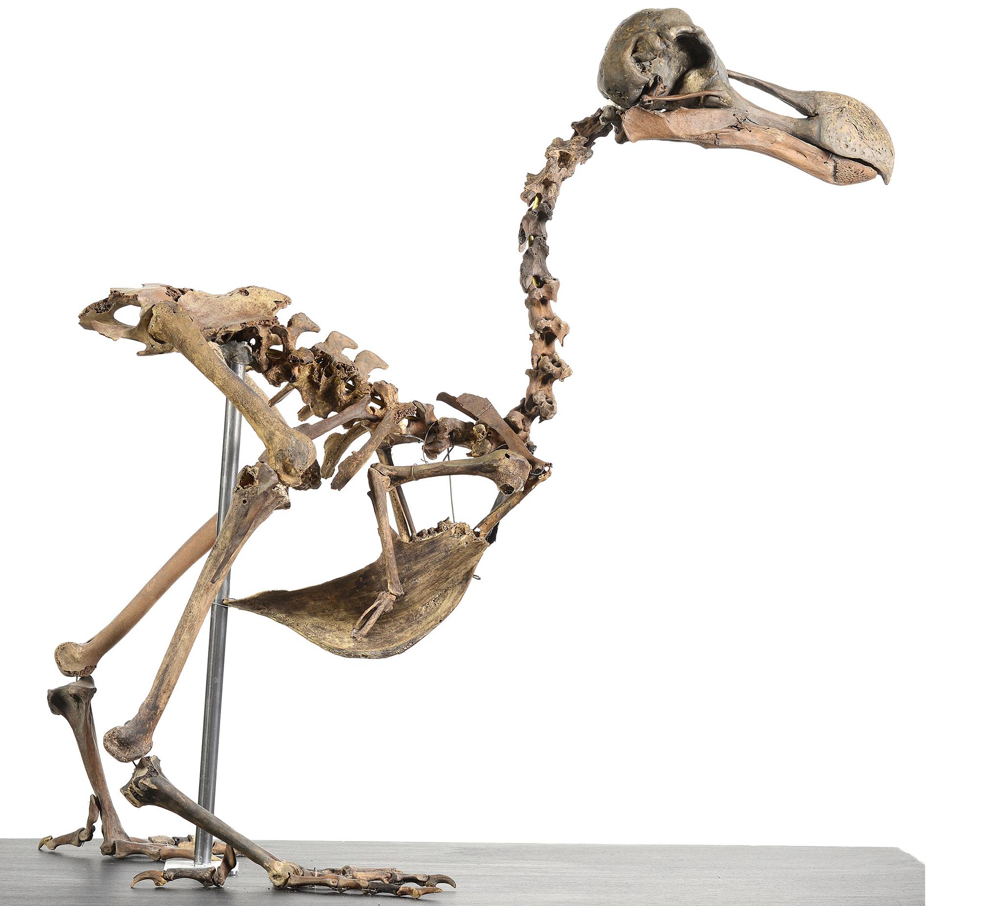 Dodo Bird Skeleton Tattoo