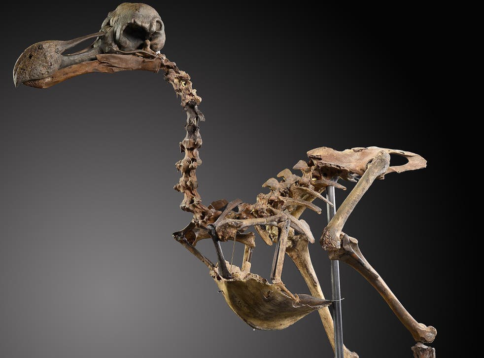 The composite dodo skeleton is being sold by a private seller who amassed the bones over four decades