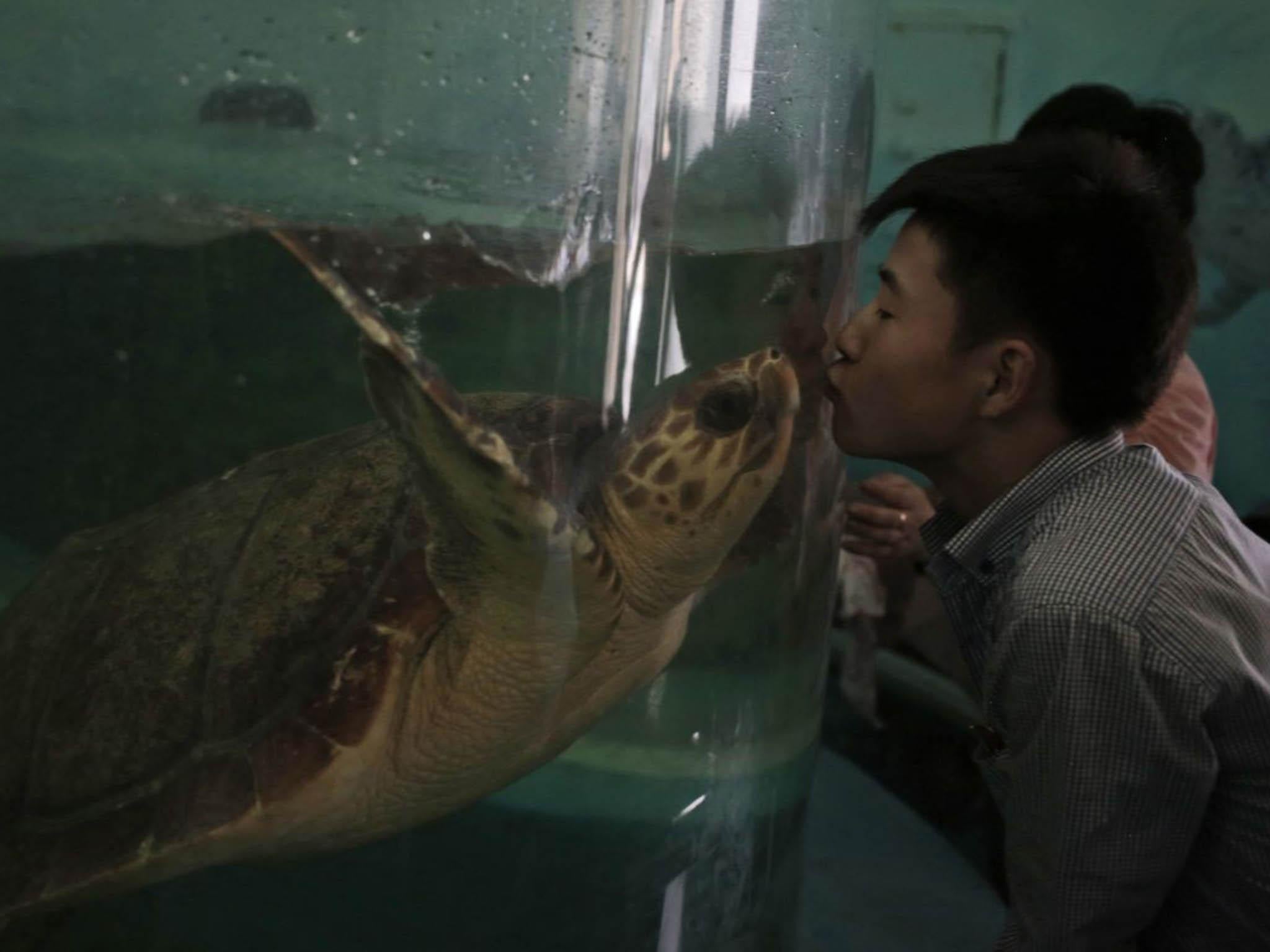 A visitor kisses a turtle through the glass of its tank