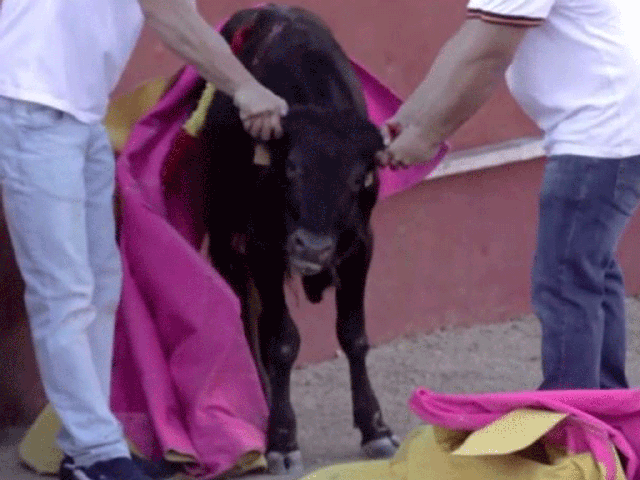 An anti-bullfighting demonstration planned for September is expected to garner tens of thousands of marchers