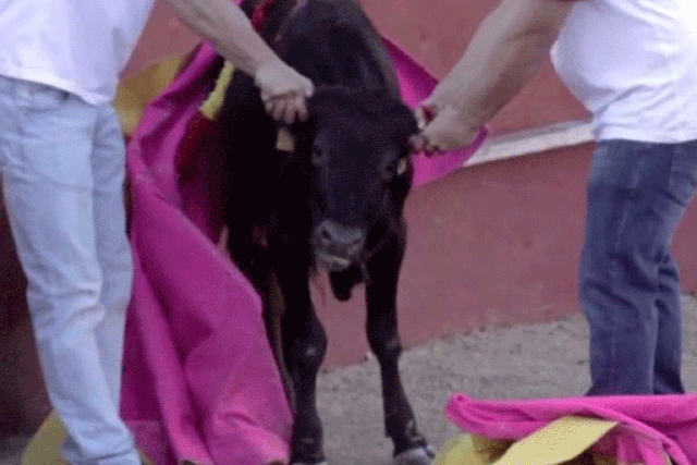 An anti-bullfighting demonstration planned for September is expected to garner tens of thousands of marchers