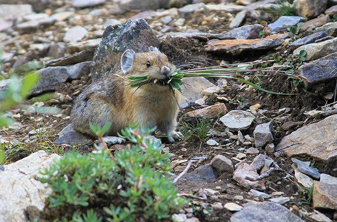 &#13;
American Pika &#13;