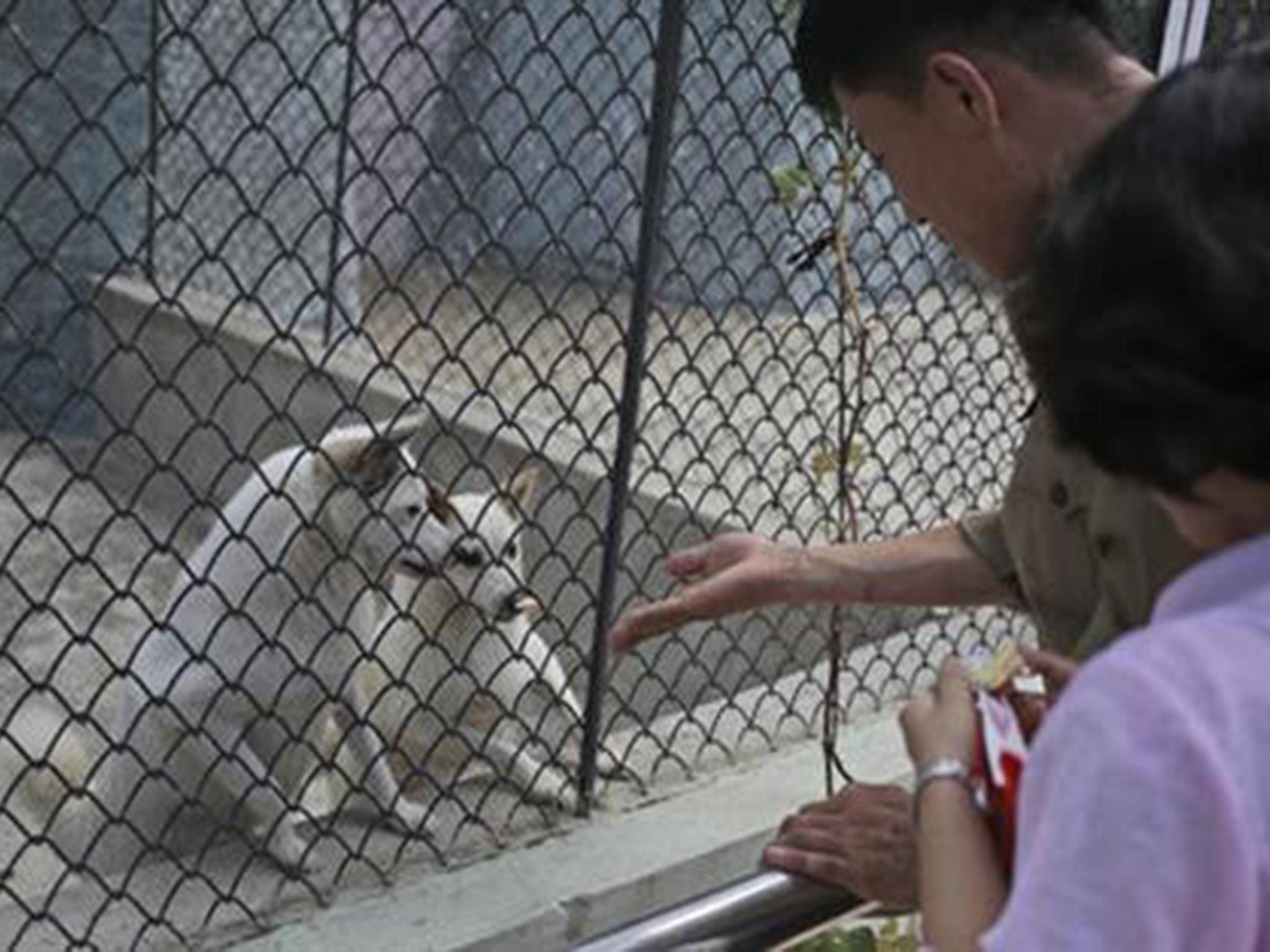 Signs in the dog pavilion suggest using patience and kindness rather than harsh words to train pets