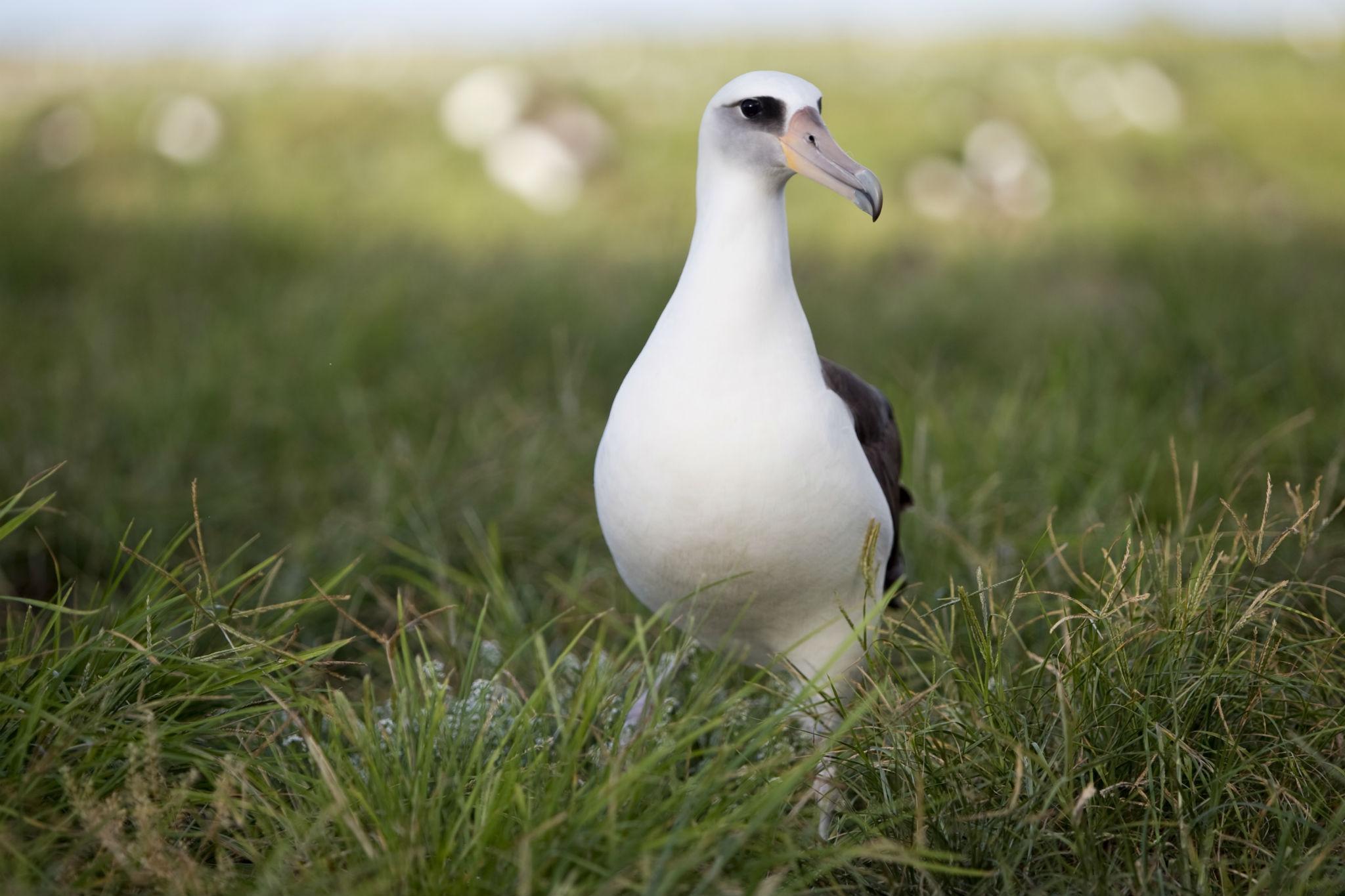 A Laysan Albatross at the Midway Atoll, which President Obama will visit next week after expanding the area's national monument