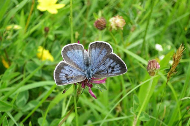A female large blue butterfly at the Daneway Banks nature reserve in Gloucestershire