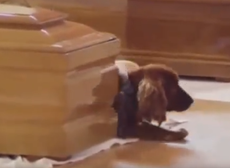 Italy earthquake: Dog refuses to leaves his dead master's coffin during state funeral