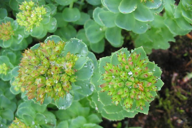 Rhodiola rosea is used widely to increase physical and mental endurance