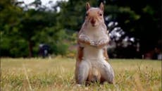 The Great British Bake Off 2016: Fans furious after 'well-endowed' squirrel swapped for 'pleasant' pheasant