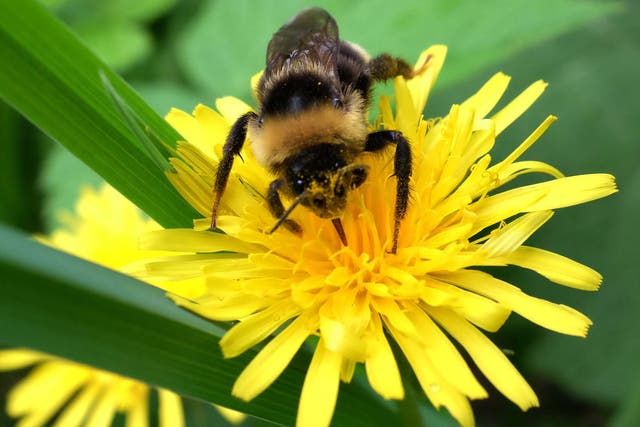 The decline in bee populations is ‘a major environmental concern’, says Greenpeace