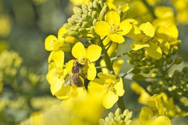Bees may be threatened by pesticides, so we need to know that research is independent