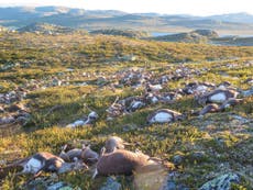 Norway lightning strike kills more than 300 reindeer 