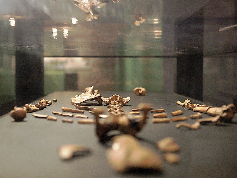 A representative model of the skeleton 'Lucy' at the opening of the new permanent exhibition at the National Museum of Ethiopia featuring Lucy the 3.4 million year old fossil