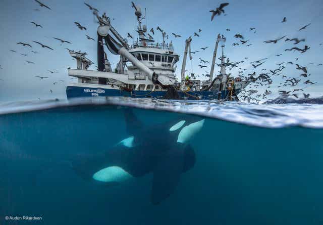 'Splitting the Catch' by Norwegian photographer Audun Rikardsen 