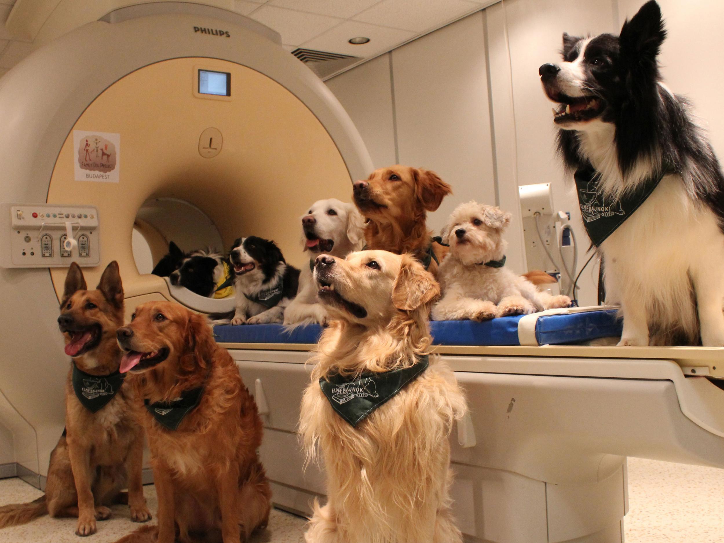 Dogs, seen here around an MRI scanner, appear to having an understanding of some human words