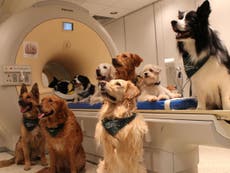 Dogs can understand human speech, scientists discover