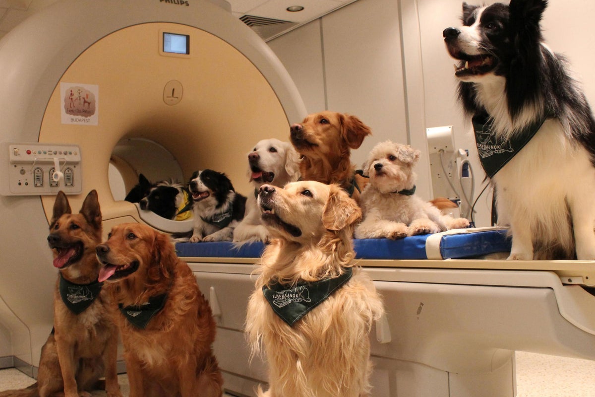 Your dog really does understand what you’re saying, and here is how