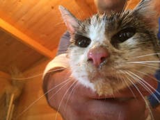 Pet cat rescued from rubble more than six days after Italy earthquake 