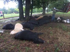Texas lightning strike kills 19 cows as they shelter under tree