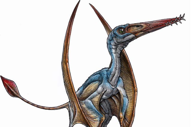 An artist's impression of a pterosaur