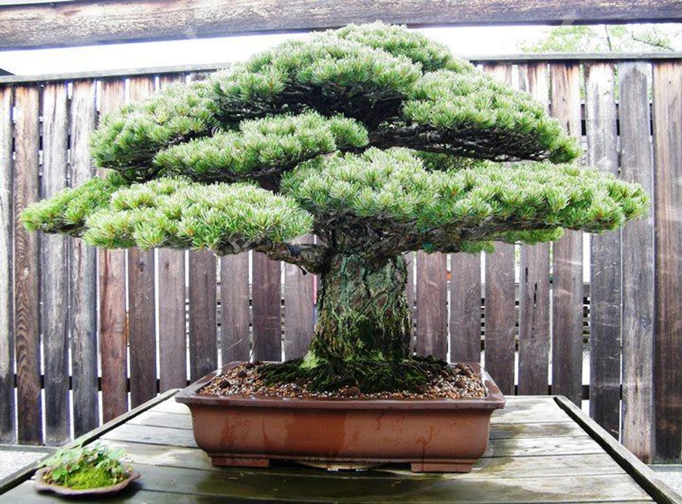 390 year old bonsai  tree survived the Hiroshima nuclear 