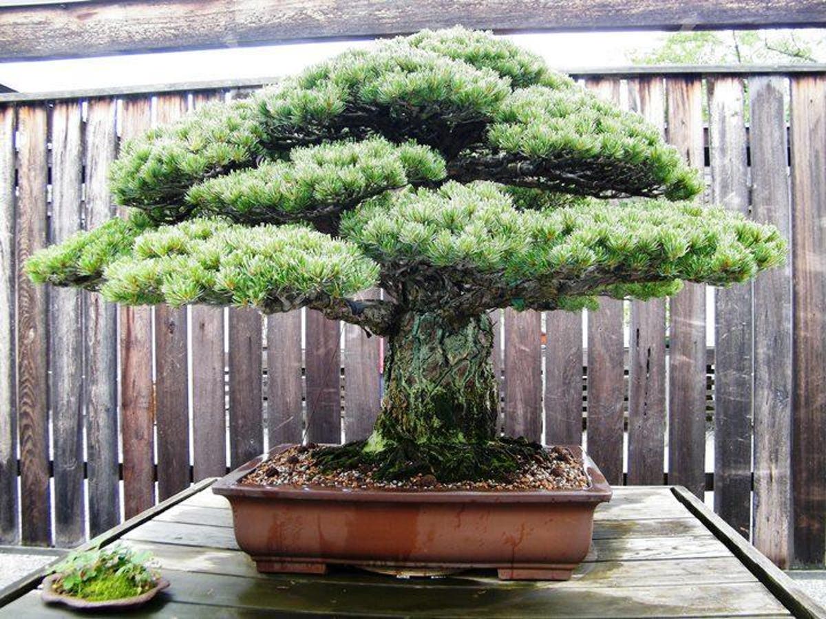 390 Year Old Bonsai Tree Survived The Hiroshima Nuclear Bomb And Nobody Knew Until 2001 The Independent The Independent