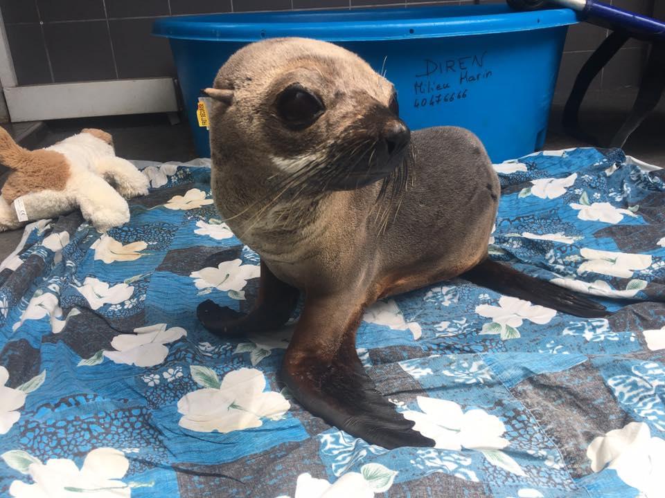 'Fox' the sea lion after being rescued on Raivavae Island
