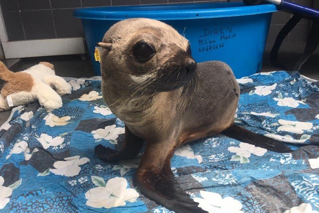 'Fox' the sea lion after being rescued on Raivavae Island