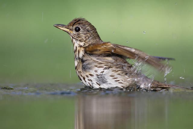 Songbirds are categorised as small perching birds including the song thrush