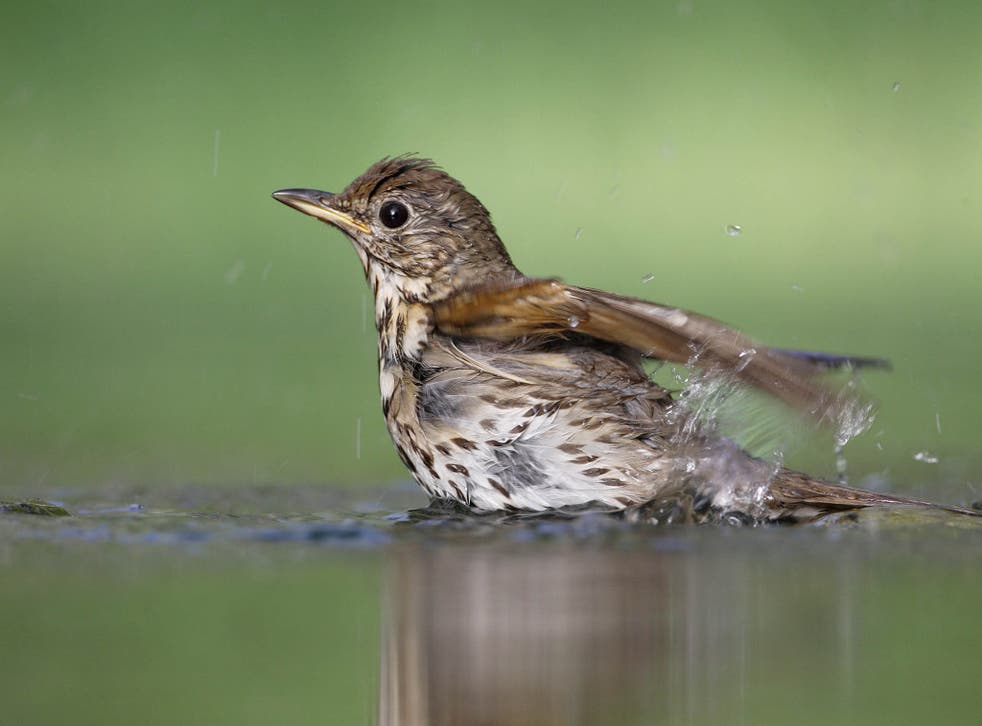 Songbirds are categorised as small perching birds including the song thrush