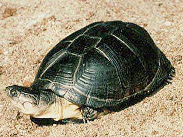 The turtle taken from the Blue Planet Aquarium, which was returned yesterday