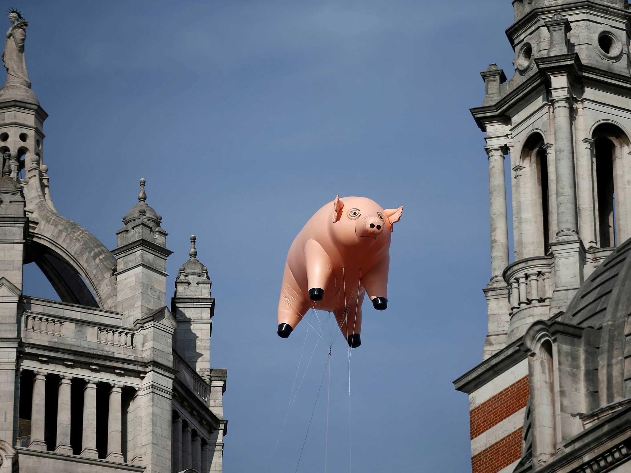 Pink Floyd famously used pig props in their dynamic live shows