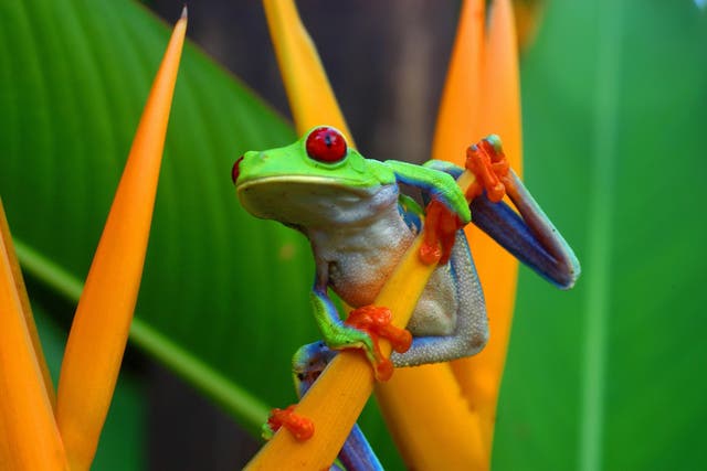 Costa Rica has the highest density of biodiversity of any country in the world, and is home to around 500,000 different species