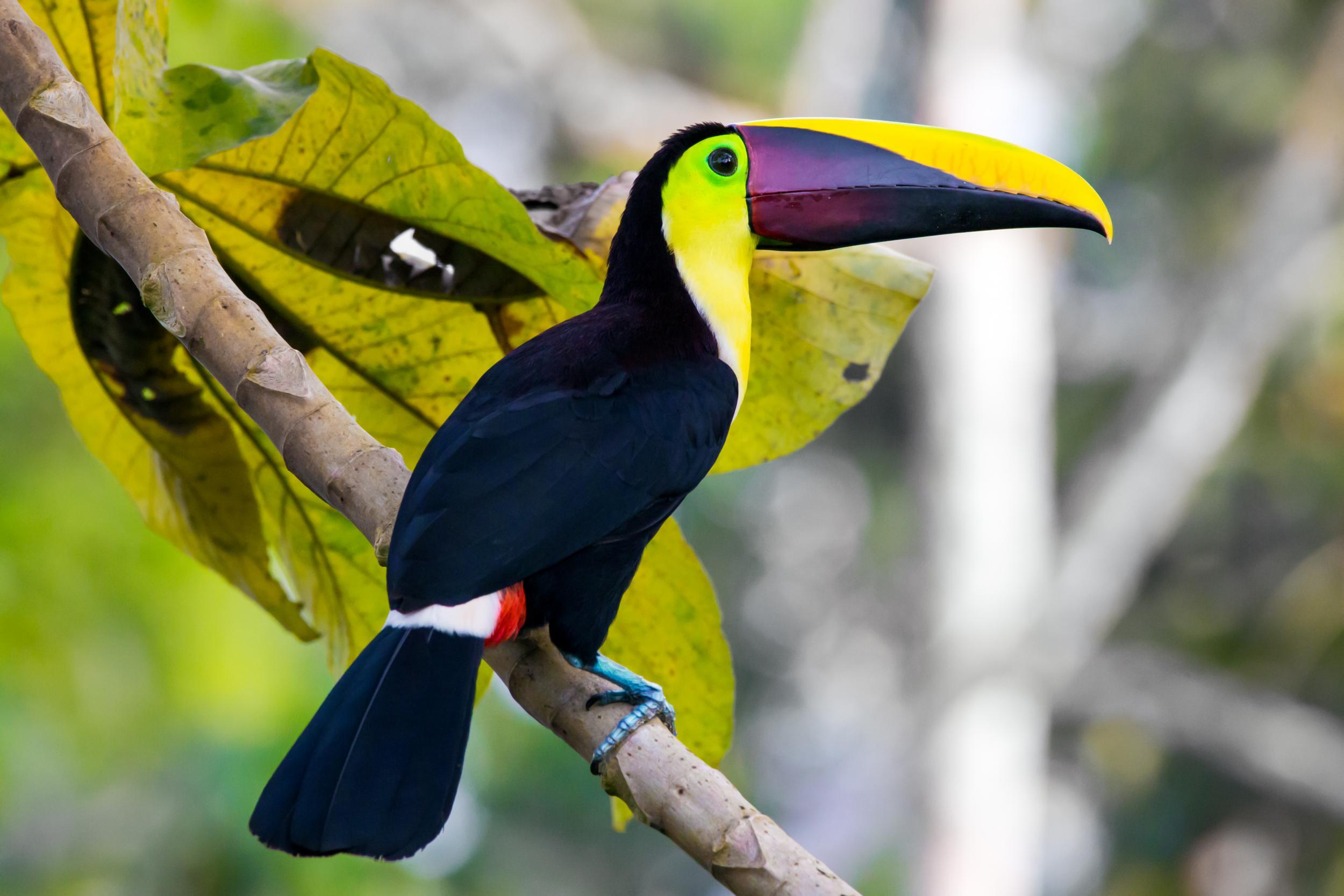 Costa Rica is home to more than 900 species of bird, including the chestnut-mandibled toucan