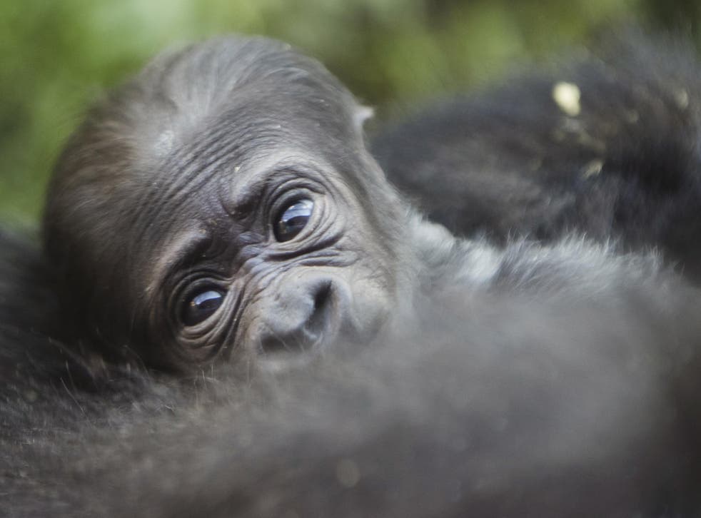 Philadelphia Zoo's new baby gorilla needs a name