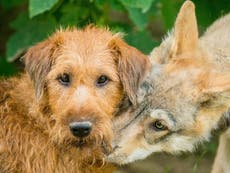 Wolves are risk-takers but dogs are cautious like their human masters