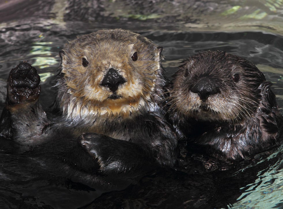 California wildlife officials launch manhunt for sea otter killer | The