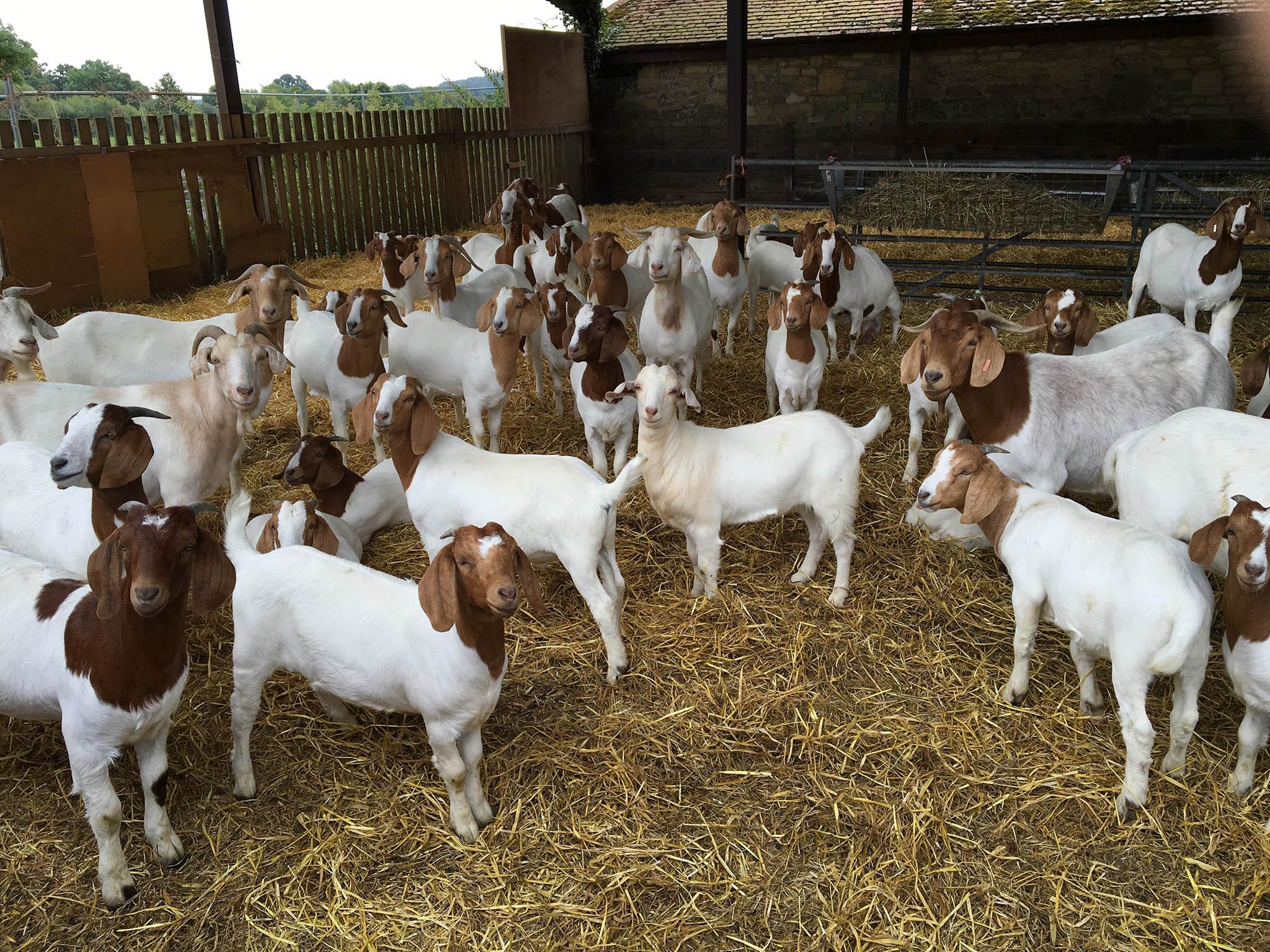 Goat clinic near store me