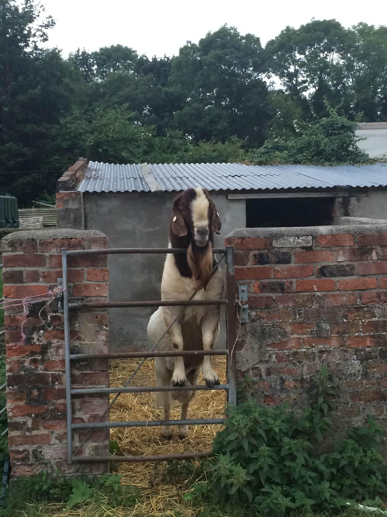 Billy goat Topknot Rooney is popular with nannies at Bere Marsh Farm (Credit: Joe McGuire)