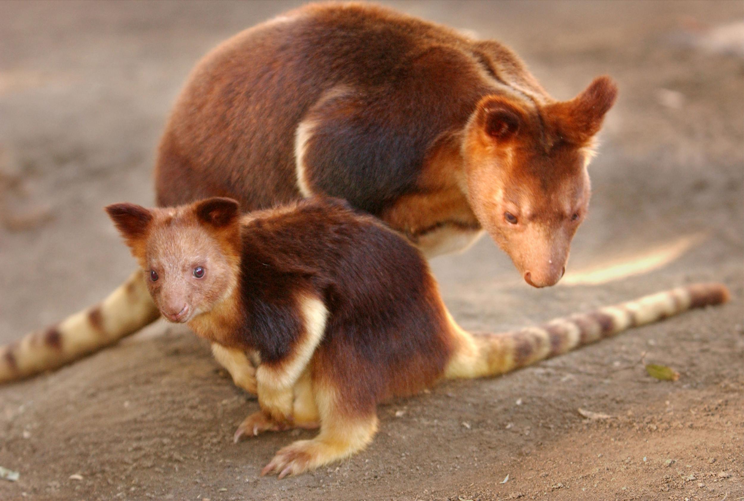 Tree kangaroos 'on brink of extinction' due to palm oil deforestation | The  Independent | The Independent