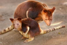 Tree kangaroos ‘on brink of extinction’ due to palm oil deforestation