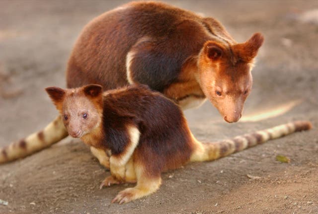 Tree kangaroos at San Diego Zoo